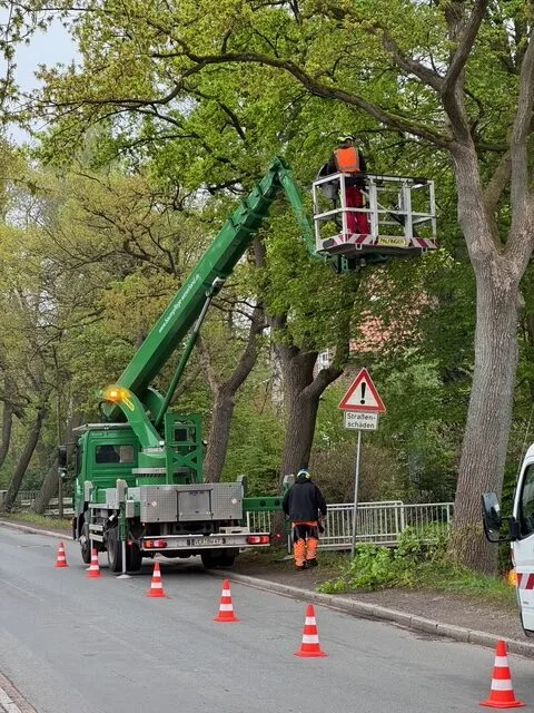 Baum im Einsatz