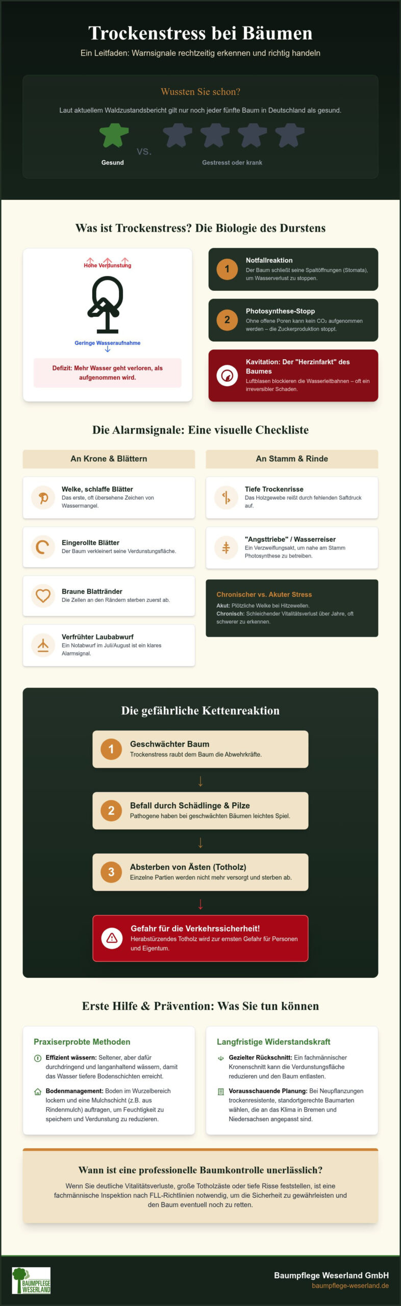 Trockenstress bei Bäumen erkennen: Der Experten-Leitfaden für 2026